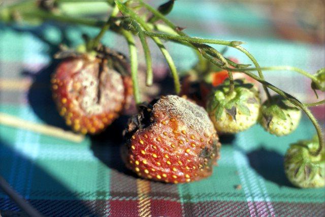 Maladies des fraises en images: pourriture grise