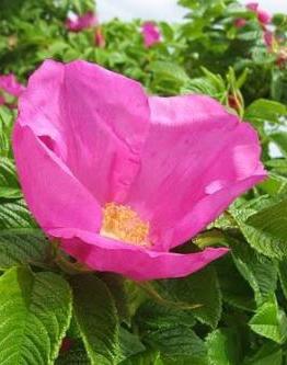 Rosa rugosa ou rosier ridée