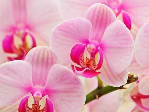 La vérité est que l'orchidée est un vampire énergique