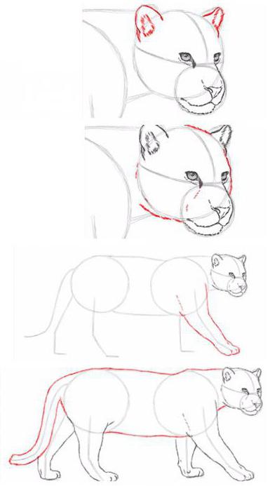 comment dessiner une jaguar progressivement