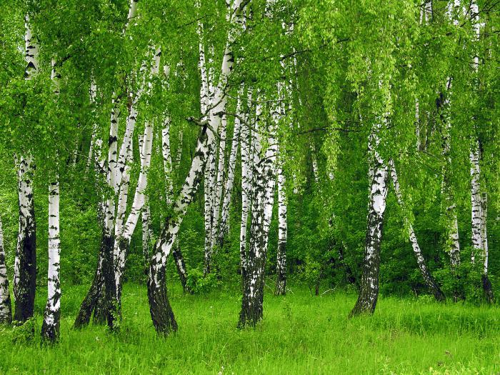 Combien d'années vivent les arbres de chêne et de bouleau?