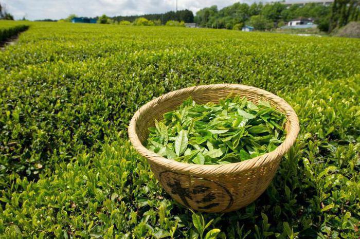 avantages et inconvénients du thé vert pour les femmes