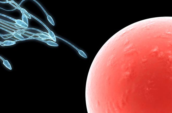 Combien de spermatozoïdes vivent, et combien ils se distinguent avec l'éjaculation